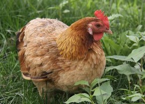 鸡的生殖系统的组成,鸡的生殖系统寄生虫