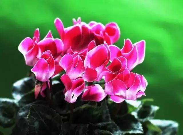 过年家里摆什么植物好,家里过年要摆几样水果