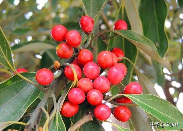 一代文豪苏东坡竟然是吃货,历史上的著名吃货苏东坡