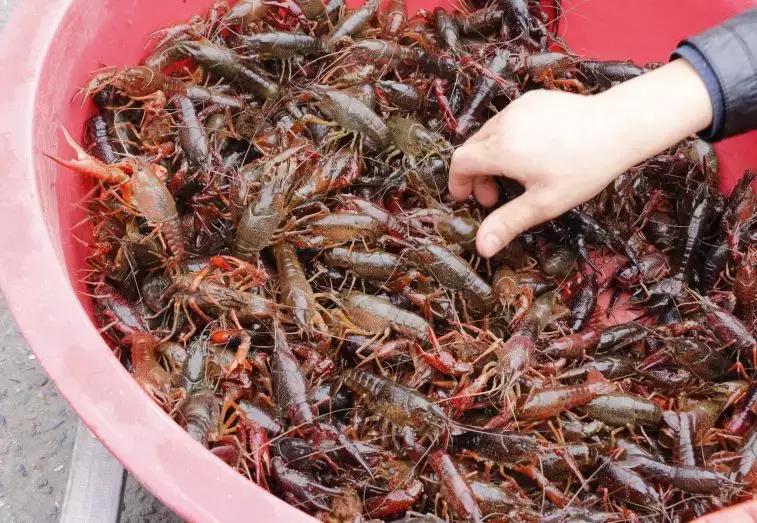 合肥菜价查询最新蔬菜价格表,今日菜价安徽合肥