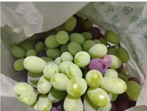 葡萄的转色病该如何防治,夏黑葡萄转色最佳方法