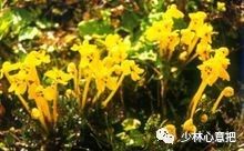 中药药材大全及功效,补肾中药大全及功效