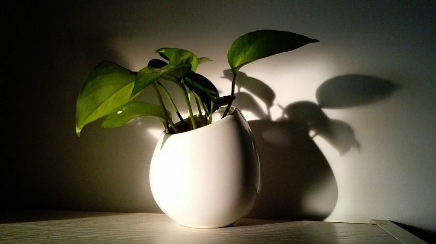 绿萝黄叶可以用多菌灵吗,大叶绿萝柱黄叶怎么挽救