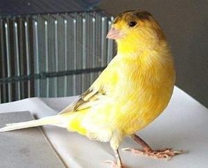 金丝雀的声音,金丝雀的歌声钢琴