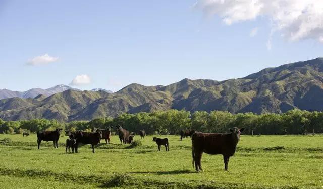 世界顶级牛肉是什么牛,世界最顶级的牛肉视频
