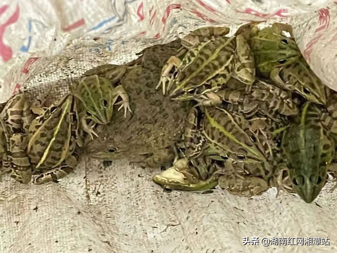 顶风作案两男子捕捉野生青蛙被抓,抓捕野生青蛙法院会判决什么处罚