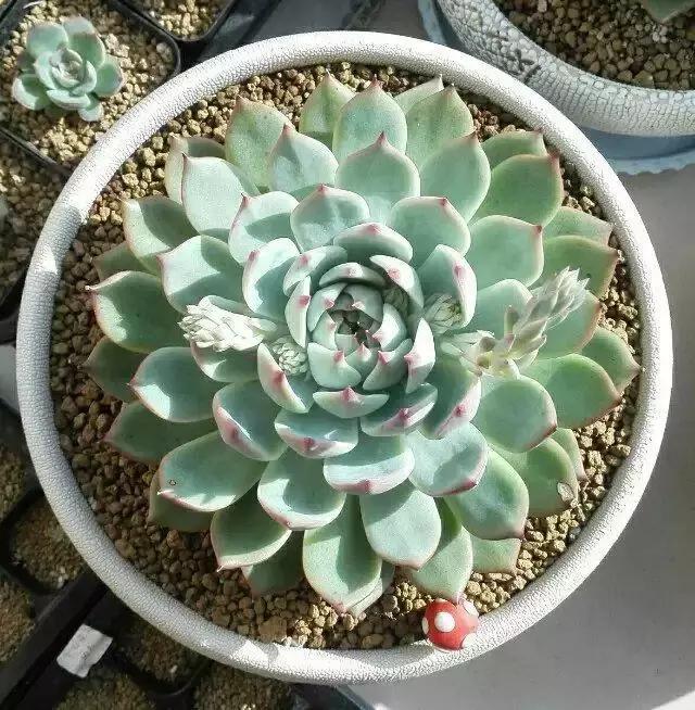 网购多肉不好养怎么办视频,网购的多肉小苗需要多久服盆