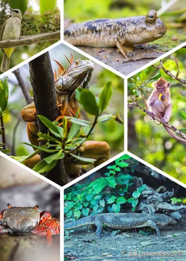 马来西亚最受欢迎度假区,马来西亚旅游最好玩的岛