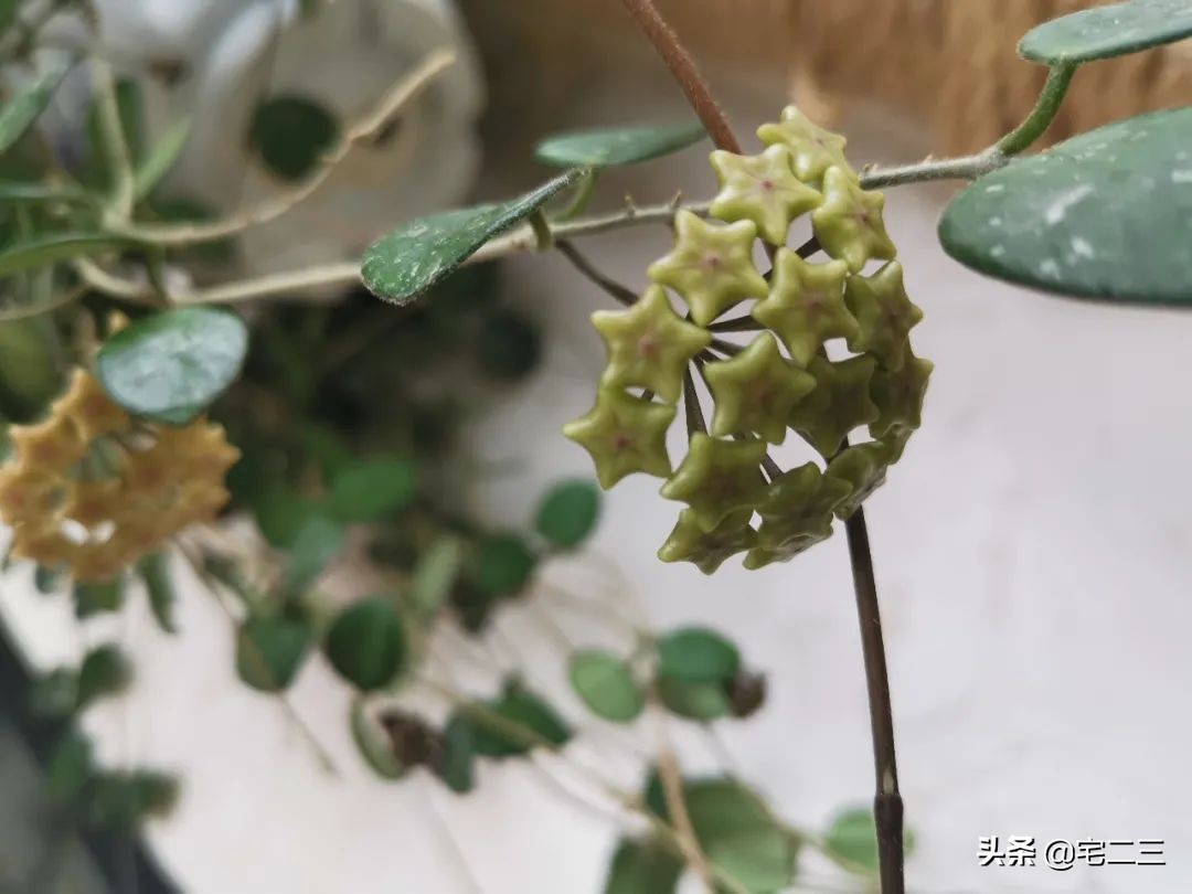 嗜好旧物的90后,用柔软的心构建家中岁月感