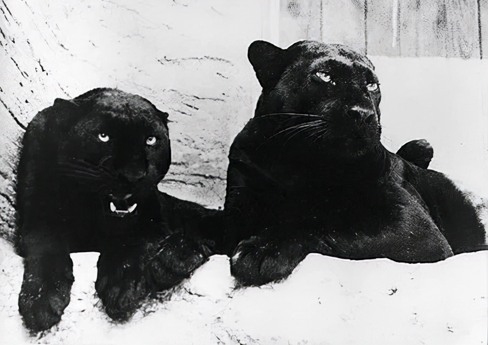 精美动物珠宝,动物系列顶级珠宝