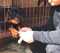 搞笑gif女人结婚前和结婚后的差别,新娘害羞蒙脸搞笑视频