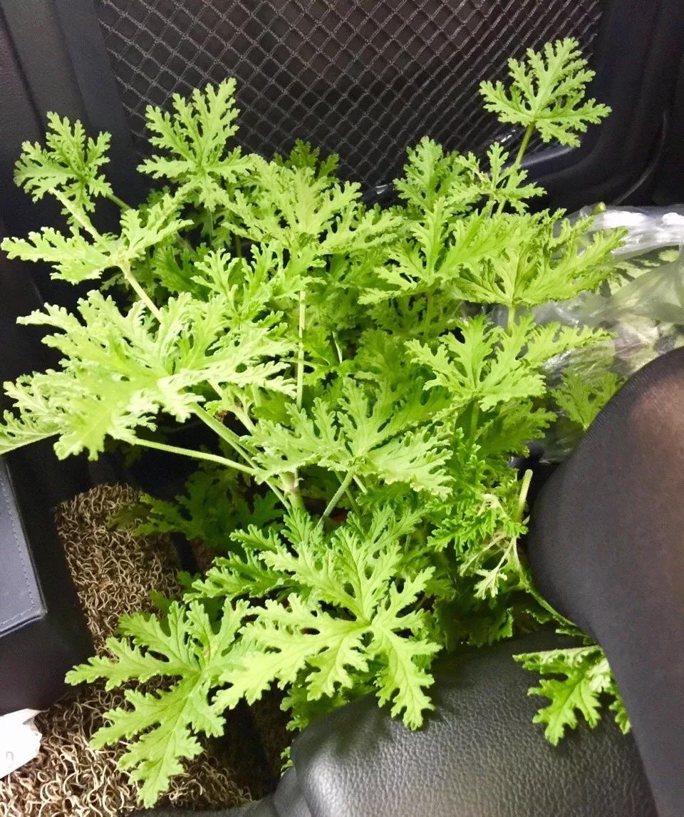 养哪一种吃虫子的花最合适,这4种花真省心养在家里不招虫