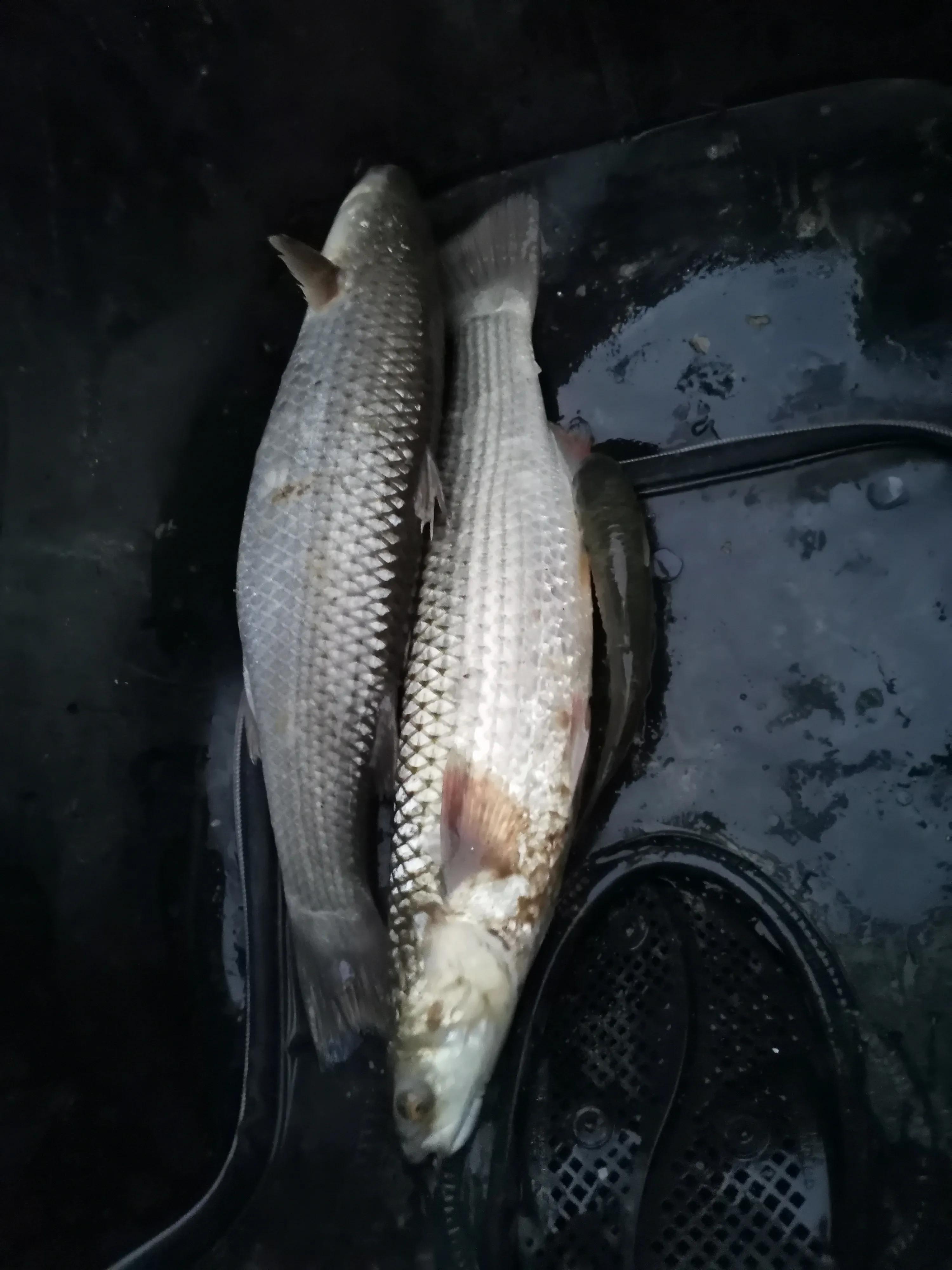 从20块钱的鱼竿开始入坑,购买鱼竿的十大坑