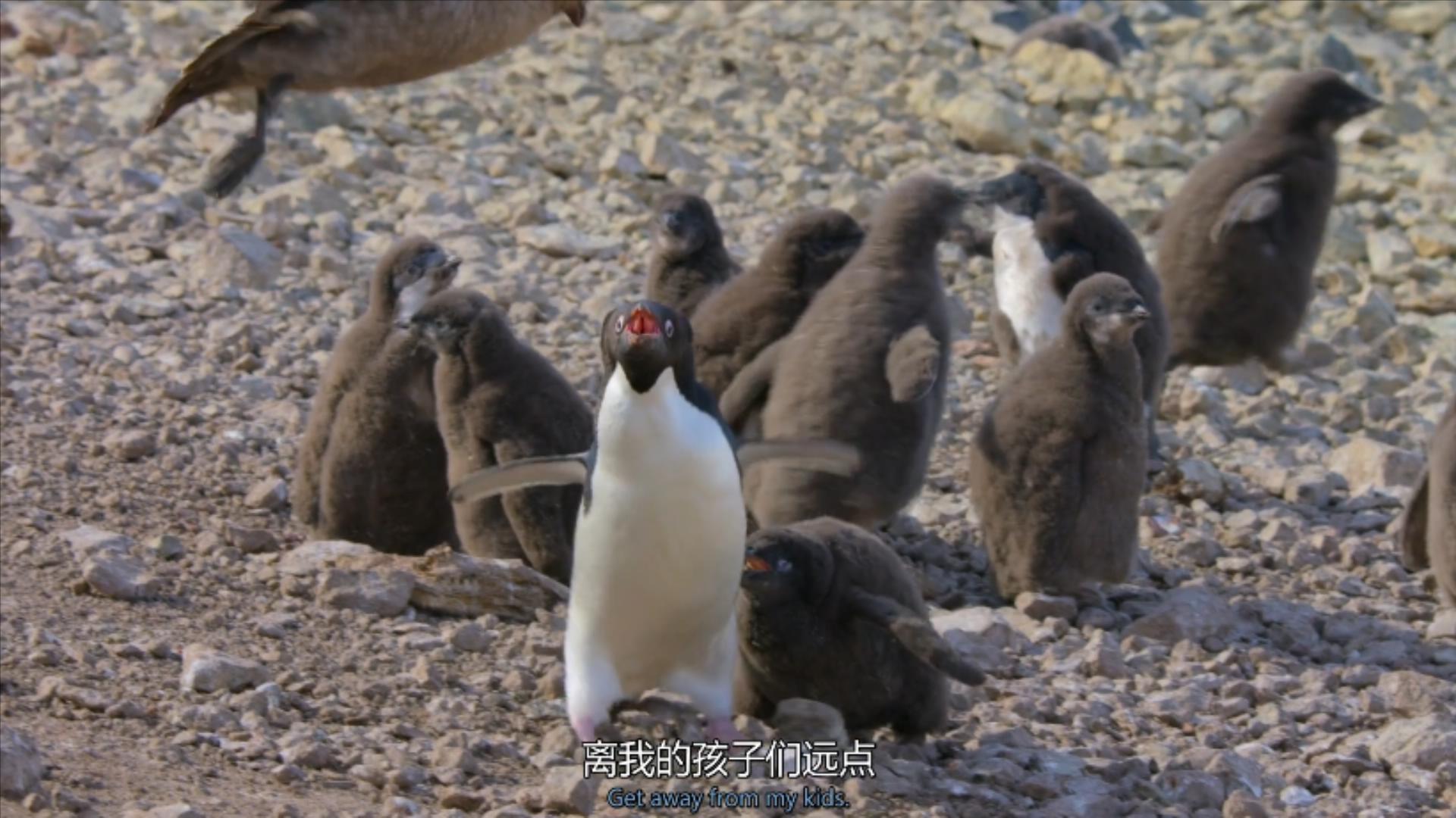 大过年的,被这些小萌萌给笑掉了头