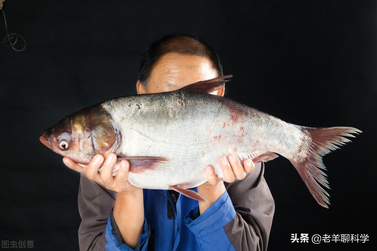 渔民一网捞起价值200万鱼群 (渔民捞到一网鱼价值400万)