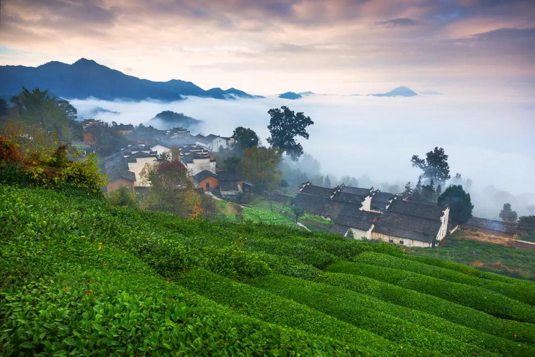 安徽春天美丽的视频,安徽美丽的春天