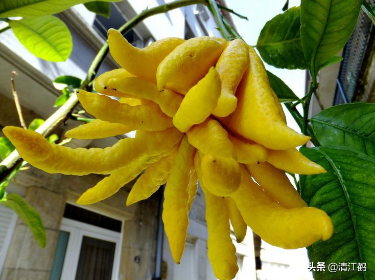 农村末来最有希望的行业有哪些,未来五年什么农村行业最有前景