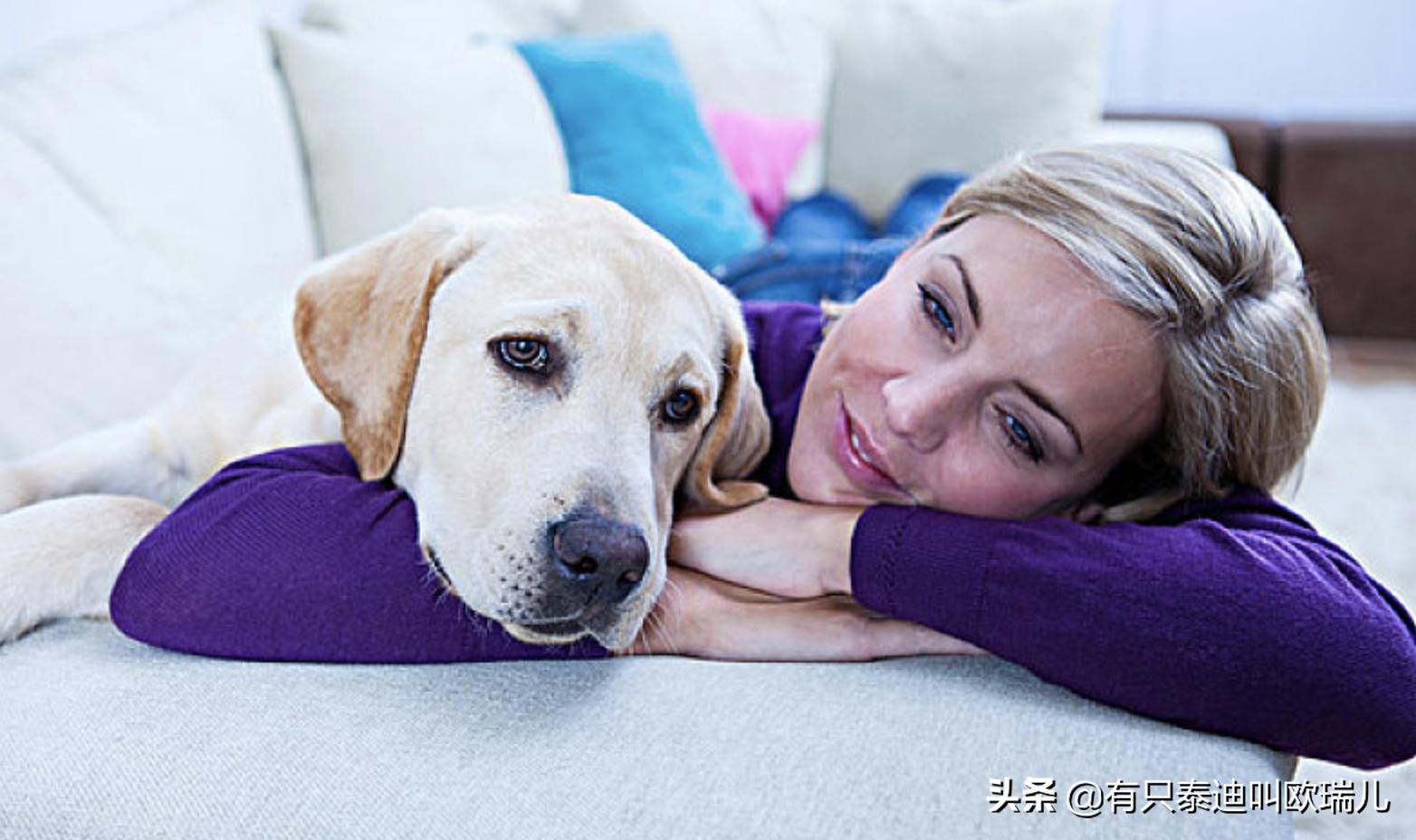 狗狗最喜欢的玩具去哪儿都会带上,小伶玩具狗狗的零食