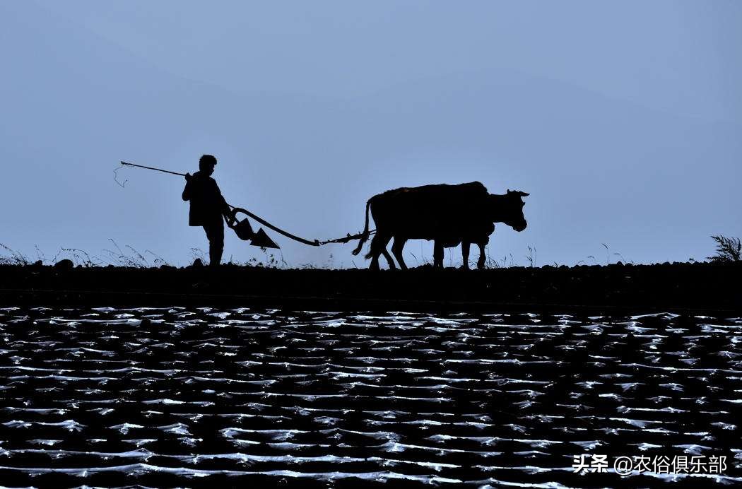 四月十二下雨谚语,四月十二的农谚