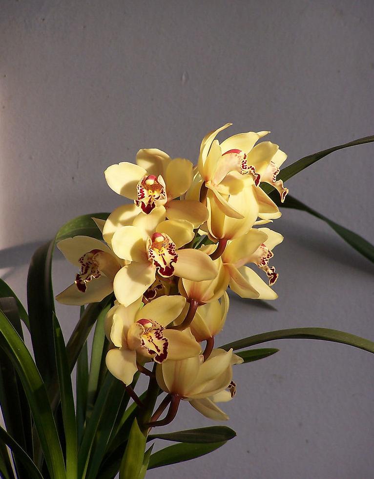 叶艺兰草品种,叶艺兰与普通兰花区别