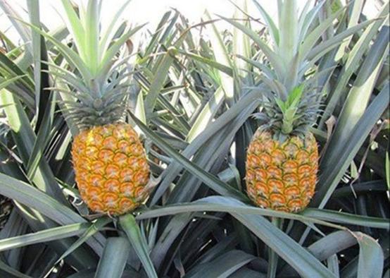 南国四大果品有哪几种,南国四大果菠萝