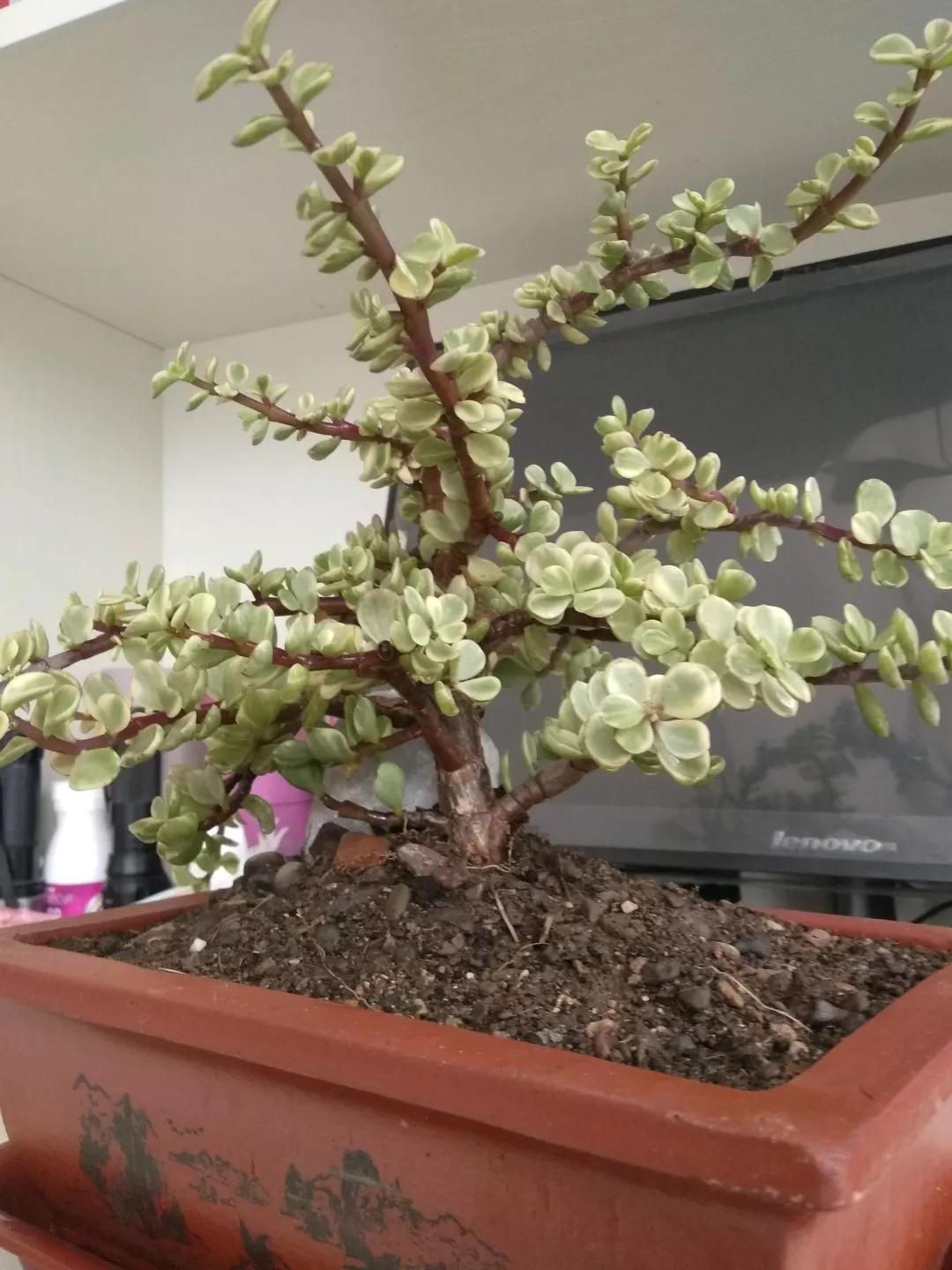 大花马齿苋养花技巧,马齿苋树盆栽怎么养