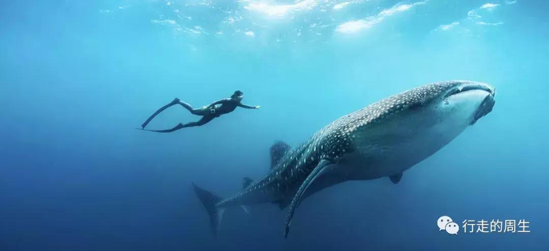 适合浮潜的马尔代夫岛,马尔代夫浮潜岛推荐