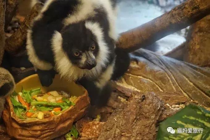 2天游玩广州长隆野生动物园攻略,广州长隆野生动物园步行游玩攻略