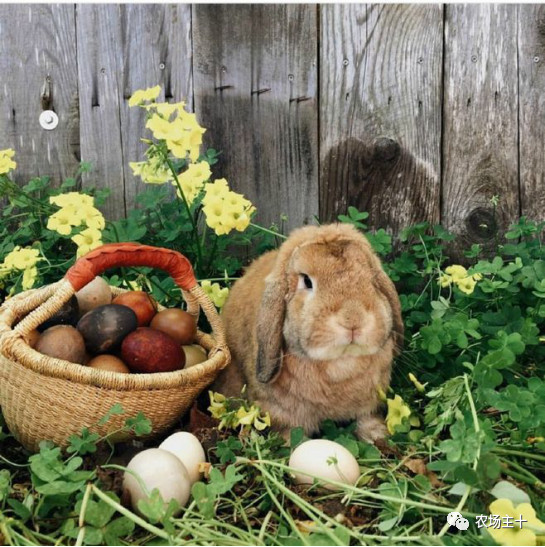 你是否曾经也向往过农村生活,向往田园生活和体验往往有差距