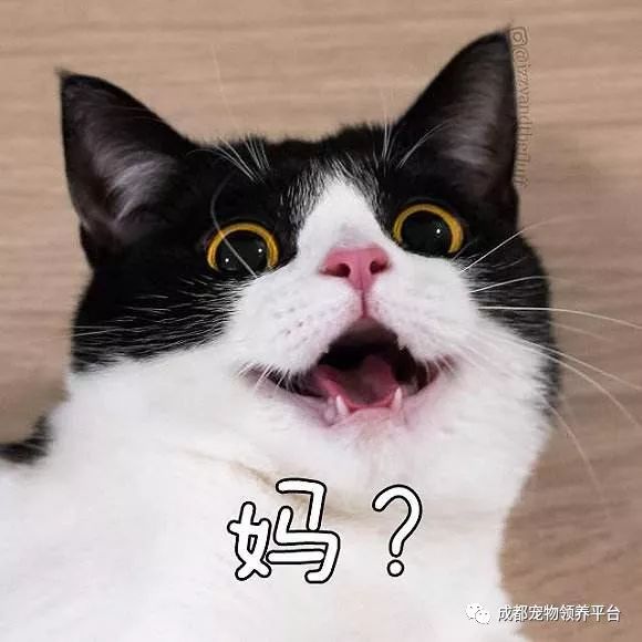 谁说土猫无名猫?快来围观古代猫谱,你家有没有镇宅神兽!