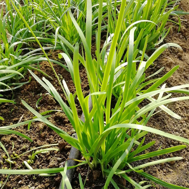 这些蔬菜有助于长高你知道吗,什么蔬菜促进消化最好