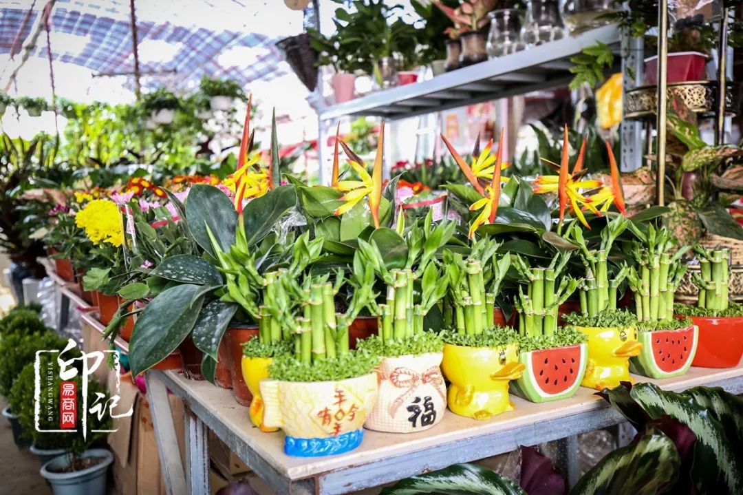 商丘花鸟批发基地,商丘花鸟市场地址