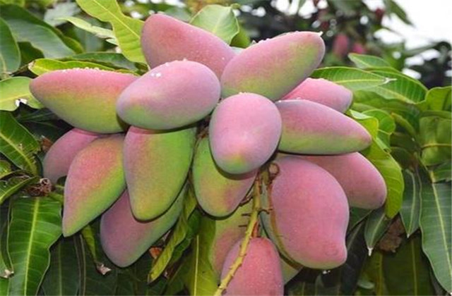 如何解决芒果树害虫,芒果主要虫害及防治方法