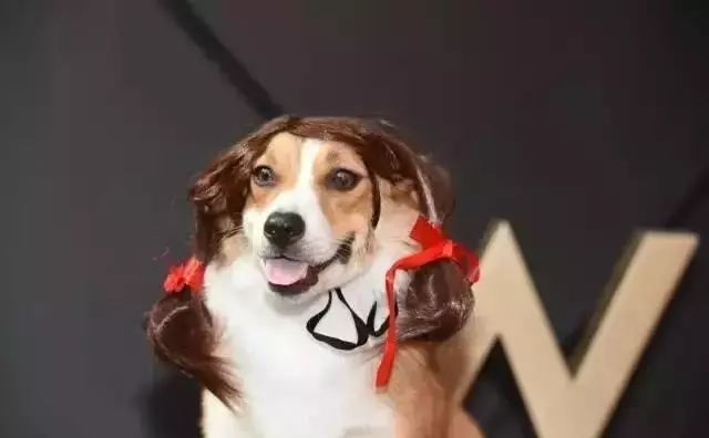 全国首家七星宠物度假酒店,最豪华的宠物酒店