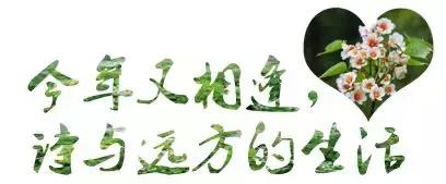 再过2天！仁寿森林音乐节来了，桐子花开满山头，粉白若雪！