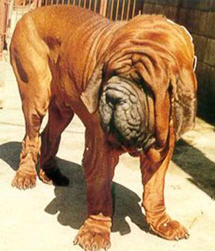 世界各国大型猛犬排名,世界各国猛犬排名