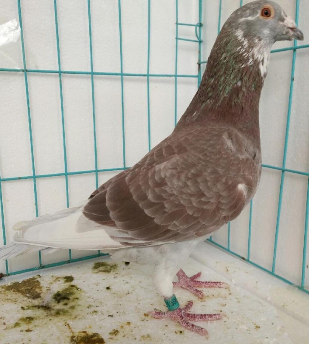 鸽舍里的鸽窝怎么搭,鸽舍内部巢箱摆放位置