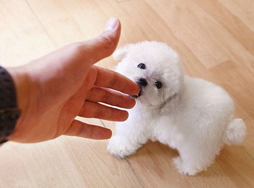 泰迪嗓子有炎症吃什么消炎好,泰迪感冒鼻子堵塞不通气怎么办