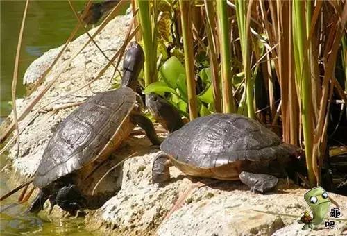 养龟的寓意和禁忌,养龟常见问题及解决办法