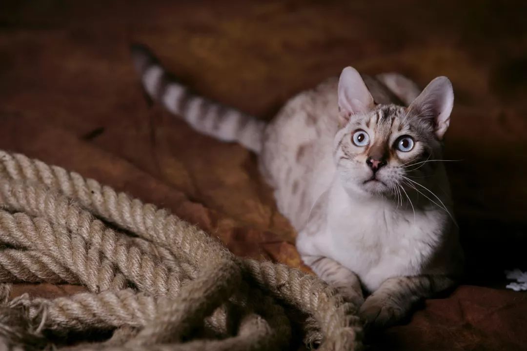 孟加拉豹猫不愿意和别的猫在一起,孟加拉豹猫不建议养吗视频