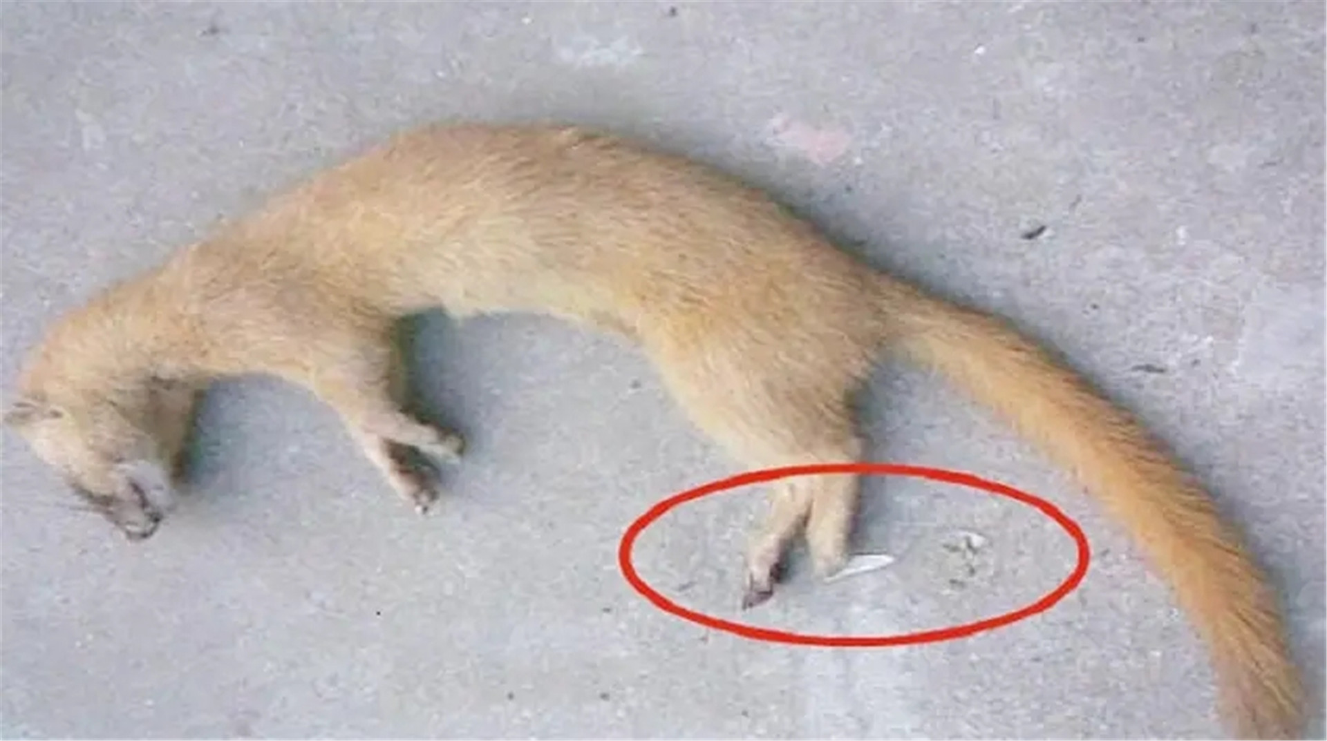 为何老祖宗说黄鼠狼不可以杀?科研结果表明,果然真的不能杀