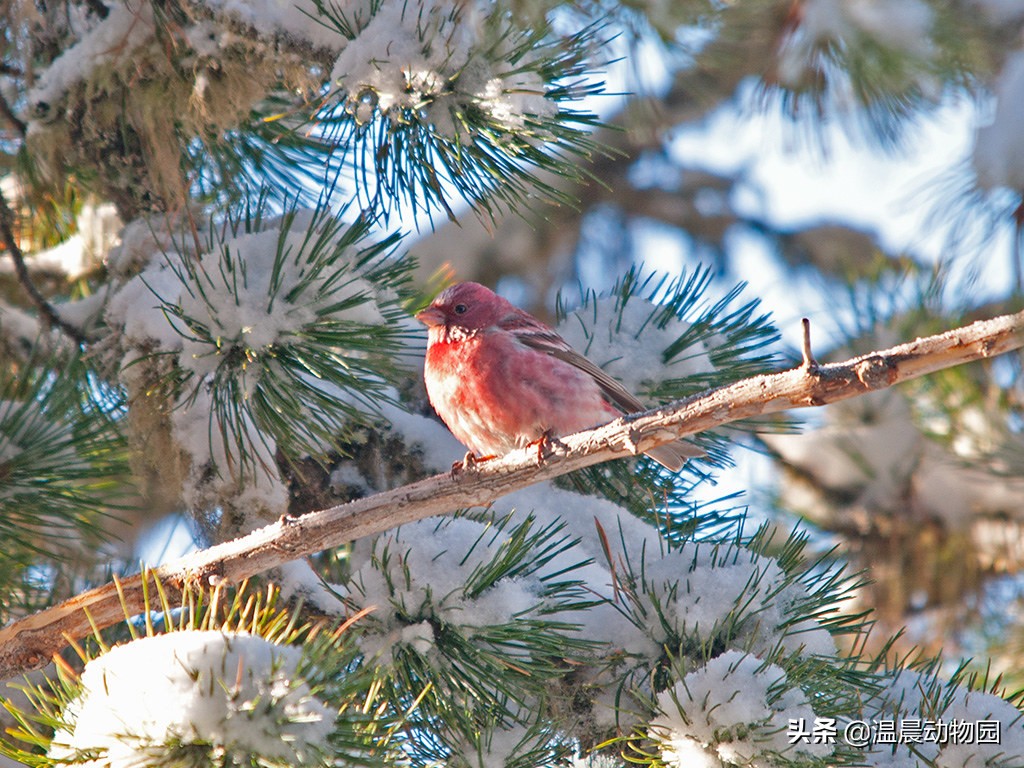 辟谣:鸟界的“肥宅”都是雀形目的?不一定,猛禽中也有胖萌肥啾