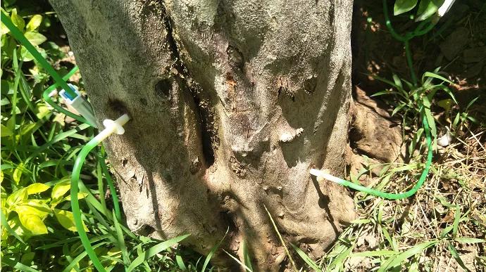 福建莆田公园有梧桐树吗,莆田的公园在哪里