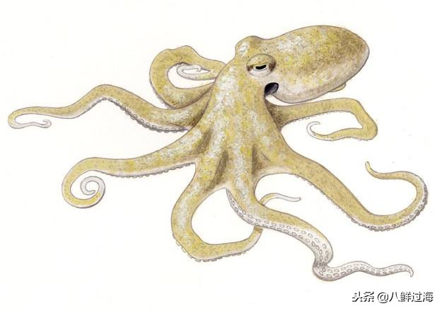 可爱的章鱼适合做章鱼烧,制作一个小型章鱼烧