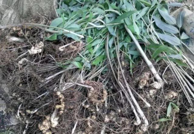 老虎姜实物,什么样子的老虎姜最好卖