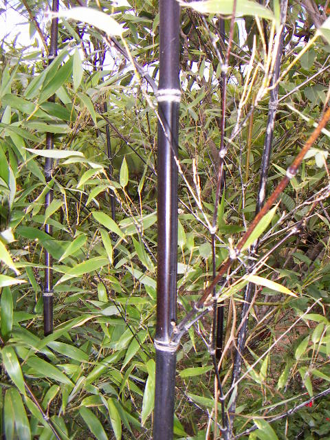 韩元在全球货币支付比例,世界各国货币及汇率