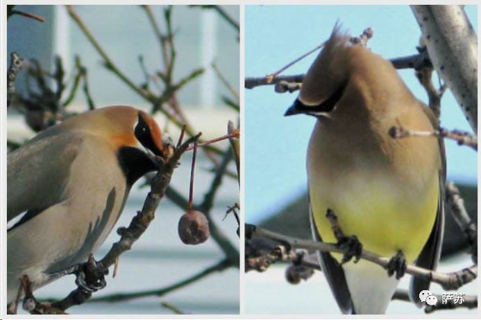 动物买起醉来多疯狂？加拿大松鼠嗜酒如命，山雀也要分一杯“羹”