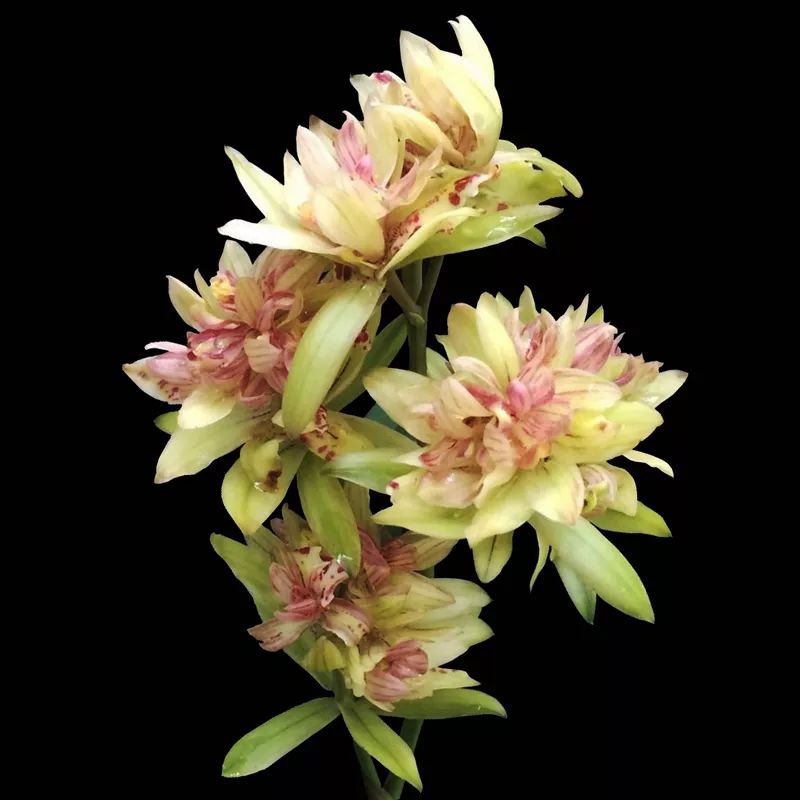 我心目中的月季,我心目中排第一的蝴蝶兰