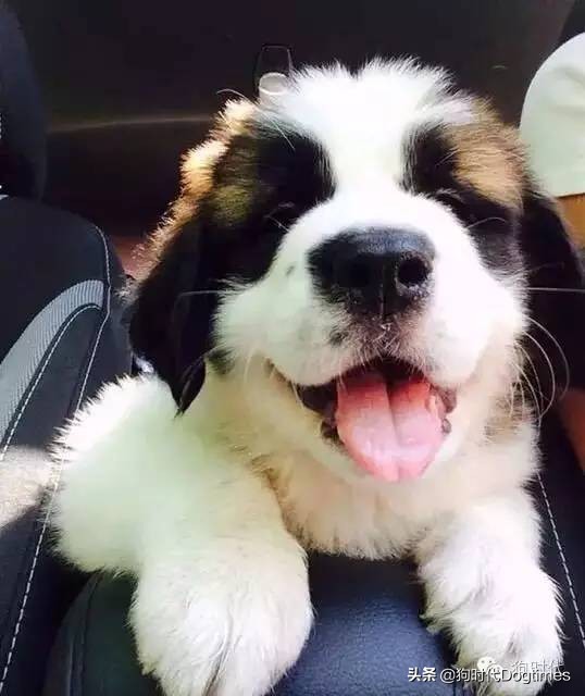 狗狗有这些表现表明它对你很忠诚,狗狗出现几种情况说明它很爱你