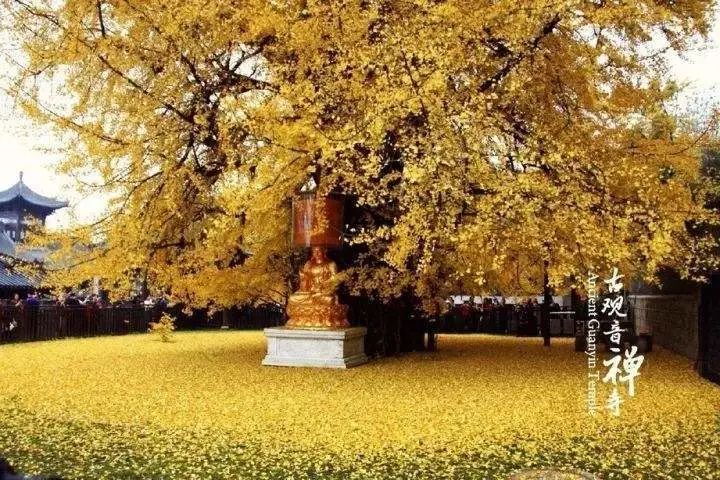 李世民栽的银杏树的价值,1400年李世民亲手栽的银杏树图